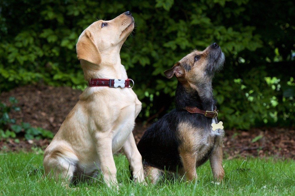 2hunde